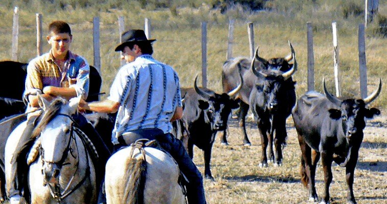 The 'Gardians' raise black bulls for the bullrings of Spain