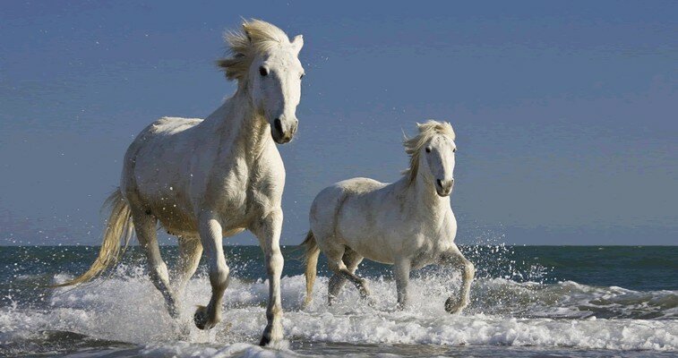 The Camargue's famous wild, white horses