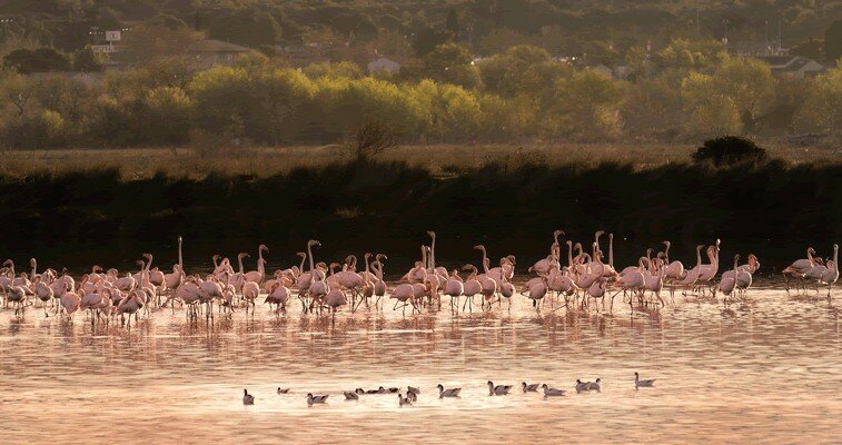 You'll find thousands of flamingoes throughout the Camargue's salt marshes