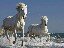 The Camargue's famous wild, white horses