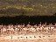 You'll find thousands of flamingoes throughout the Camargue's salt marshes