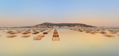 Oyster beds fan out at dawn on the Etang de Thau