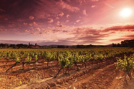 Wine tours in Languedoc