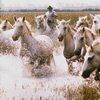 The Camargue