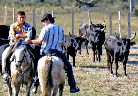 The Wild Horses of the Camargue