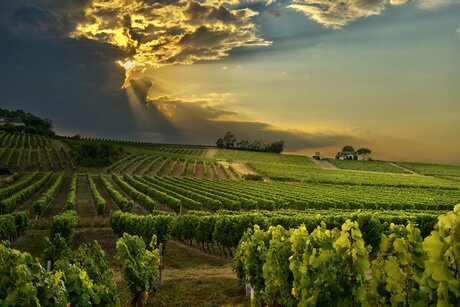 Languedoc vineyards