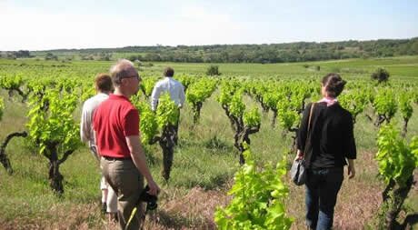 Vineyards near Pézenas, Languedoc