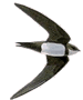 Alpine Swift