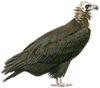 Black Vulture