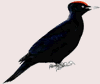 Black Woodpecker
