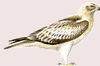 Booted Eagle