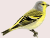 Citril Finch 