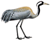 Crane