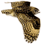 Eagle Owl