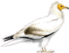 Egyptian Vulture