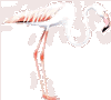 Carmargue flamingoes