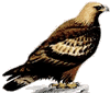 Golden Eagle 