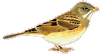 Ortolan Bunting