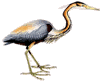 Purple Heron