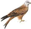 Red Kite