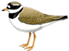Ringed Plover