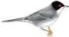 Sardinian Warbler