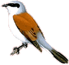 Shrike