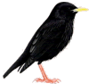 Spotless Starling