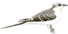 Great Spooted Cuckoo