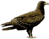 Spotted Eagle