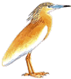 Squacco Heron