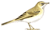 Tawny Pipit