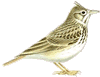 Thekla Lark