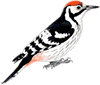 White-backed Woodpecker 
