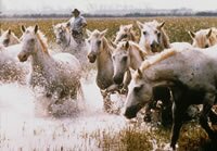 The Camargue