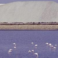 The Camargue - flamingoes and salt mountains