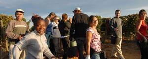 Activities Languedoc Wine Trips