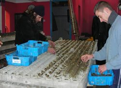 Oyster Beds in the Etang de Thau
