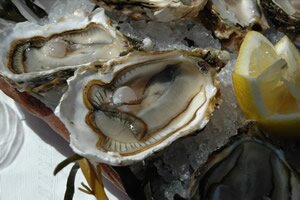 Oysters from Languedoc