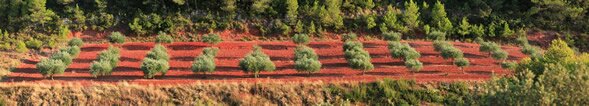 A Languedoc olive farm