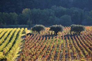 Olive Trees in Languedoc