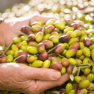 Freshly-picked Languedoc olives