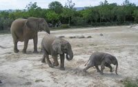 Elephants