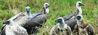 Vultures