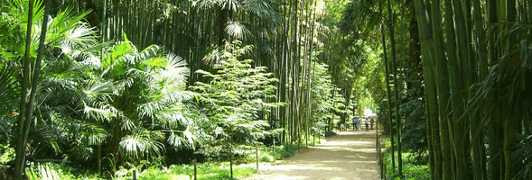 The bamboo forest