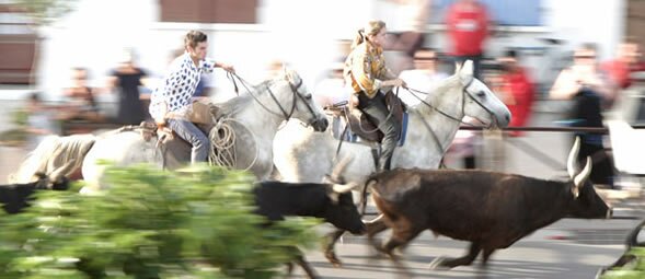 Running the bulls in the Camargue