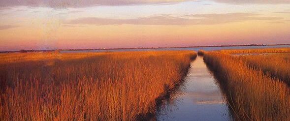 The Camargue