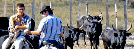The Camargue