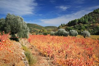 Languedoc in Autumn