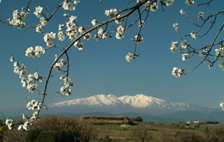 Languedoc in Spring